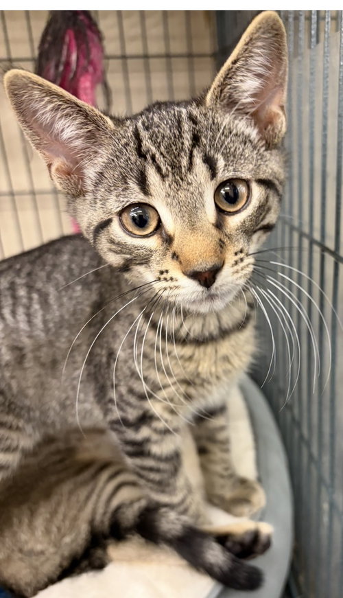 HERMES, an adoptable Domestic Short Hair in SMITHTOWN, NY
