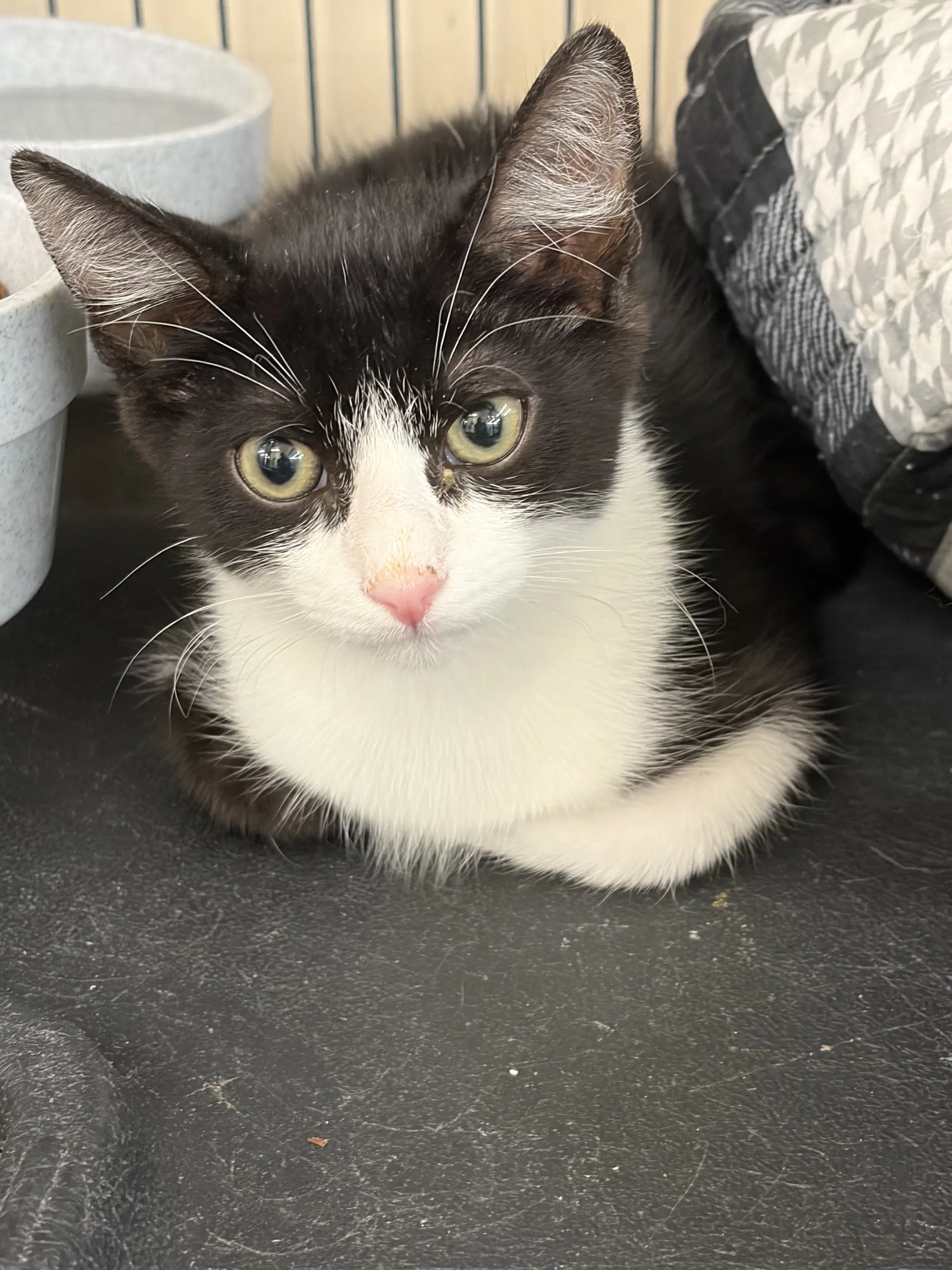 Ravioli - Tuxedo