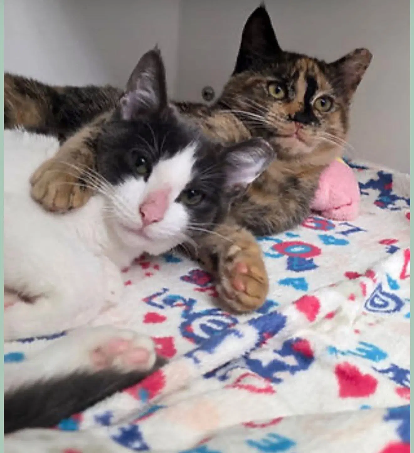 Netta  Hopscotch - Domestic Short Hair