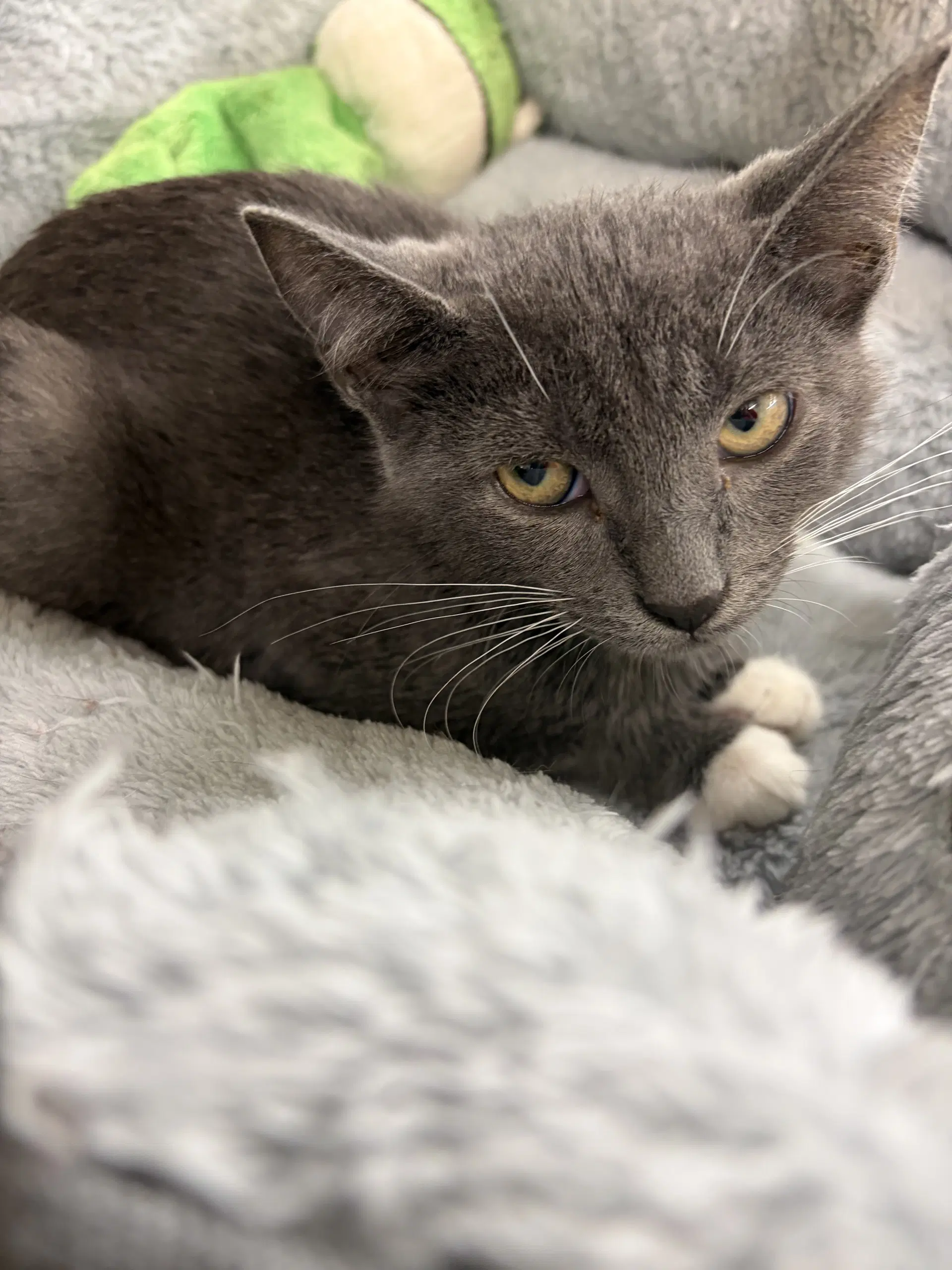 Polly - Domestic Short Hair