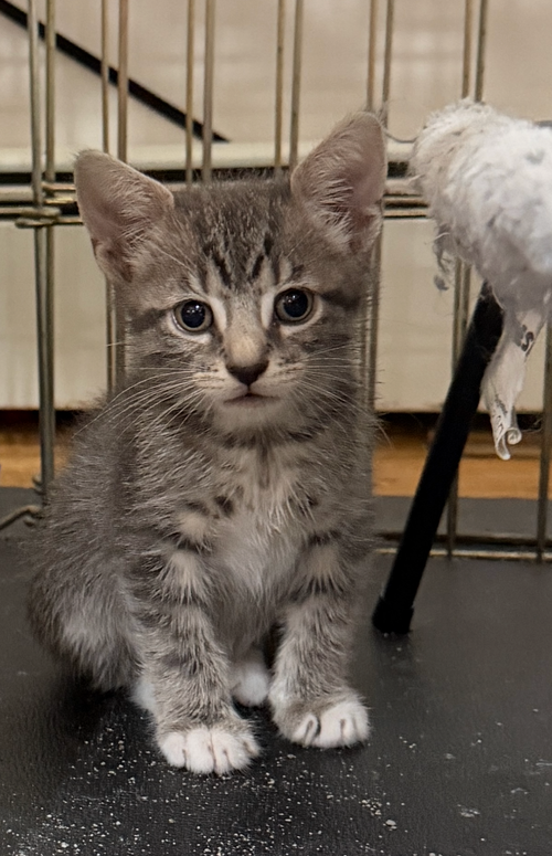 Zeppole, Domestic Short Hair (short coat)