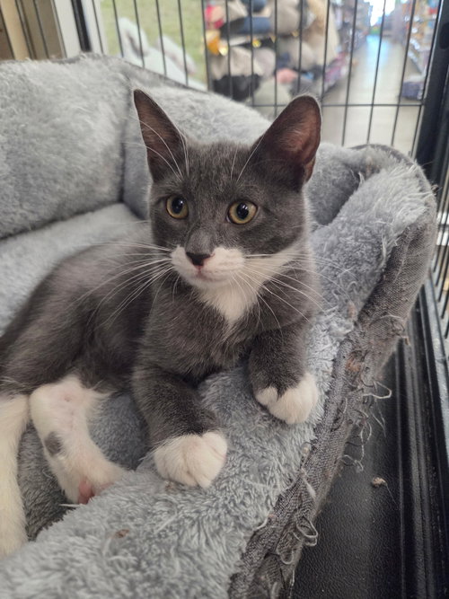 Biscotti, Domestic Short Hair (short coat)