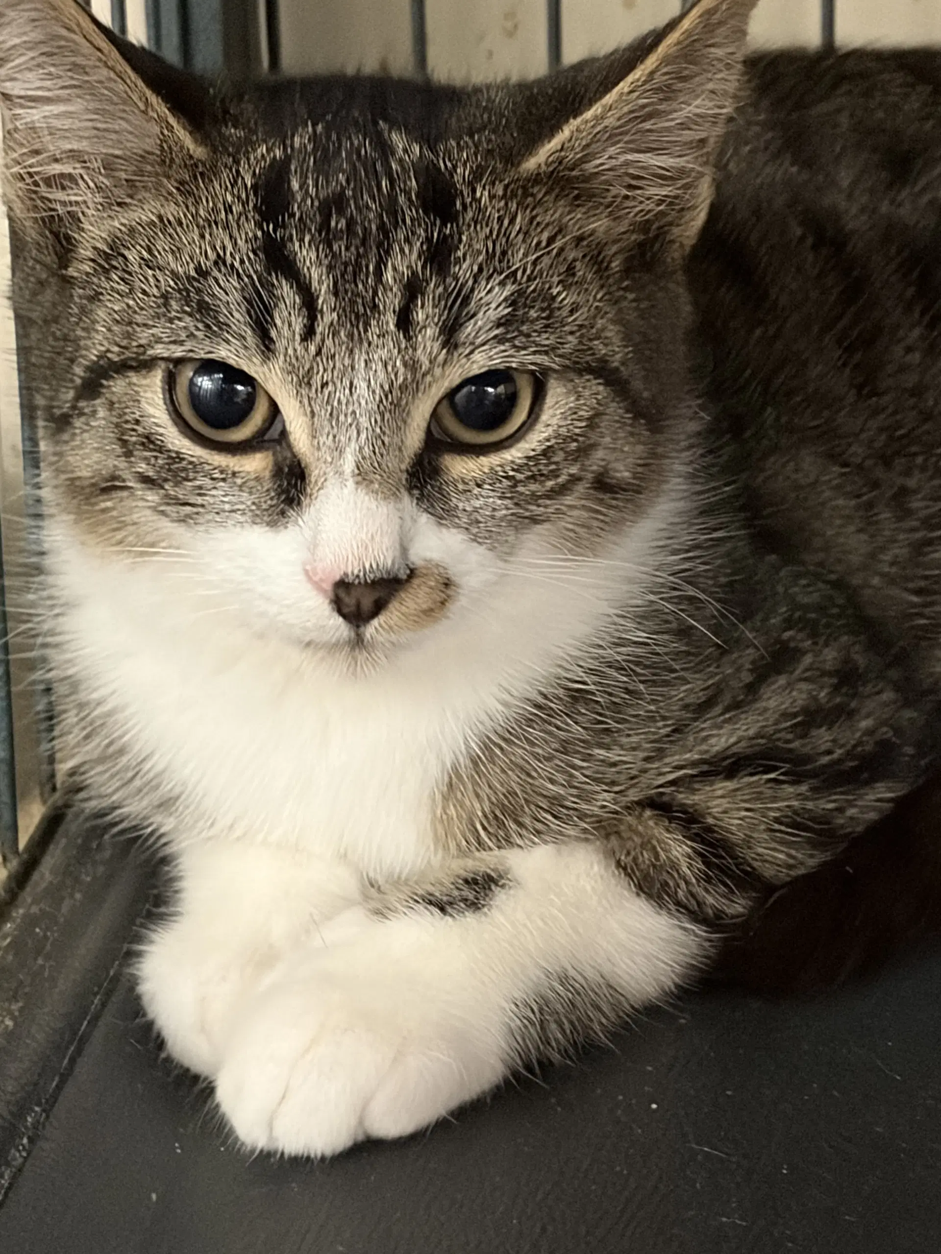 Zeus - Tabby