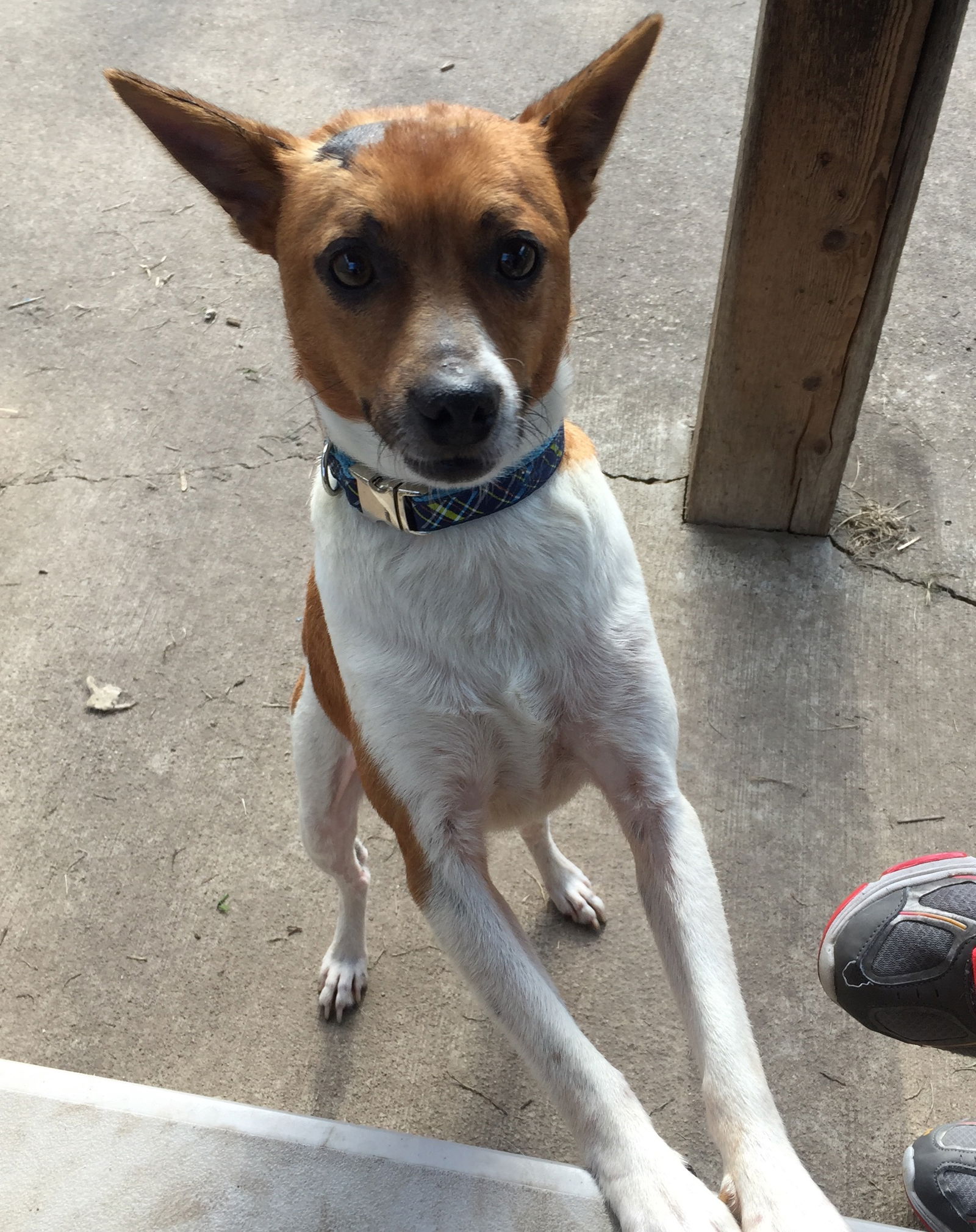 Dog for Adoption - Bentley, a Jack Russell Terrier in Osawatomie, KS ...