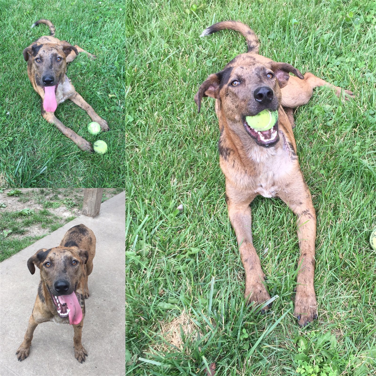 Dog for Adoption Reeses, a Catahoula Leopard Dog in Lone Jack, MO