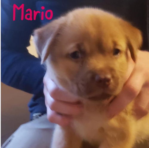 Mario