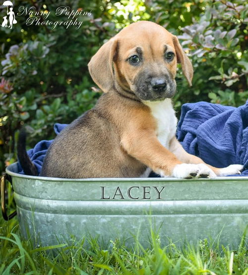 Lacey