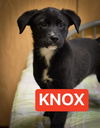 Knox