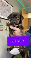 Ziggy