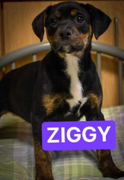 Ziggy