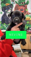 Nevins