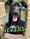 Nevins