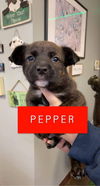 Pepper