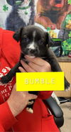 Bumble