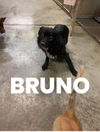 Bruno