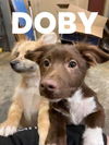 Doby