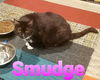 Smudge