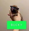 Bucky