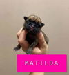 Matilda