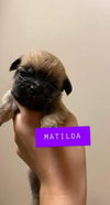 Matilda