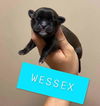 Wessex