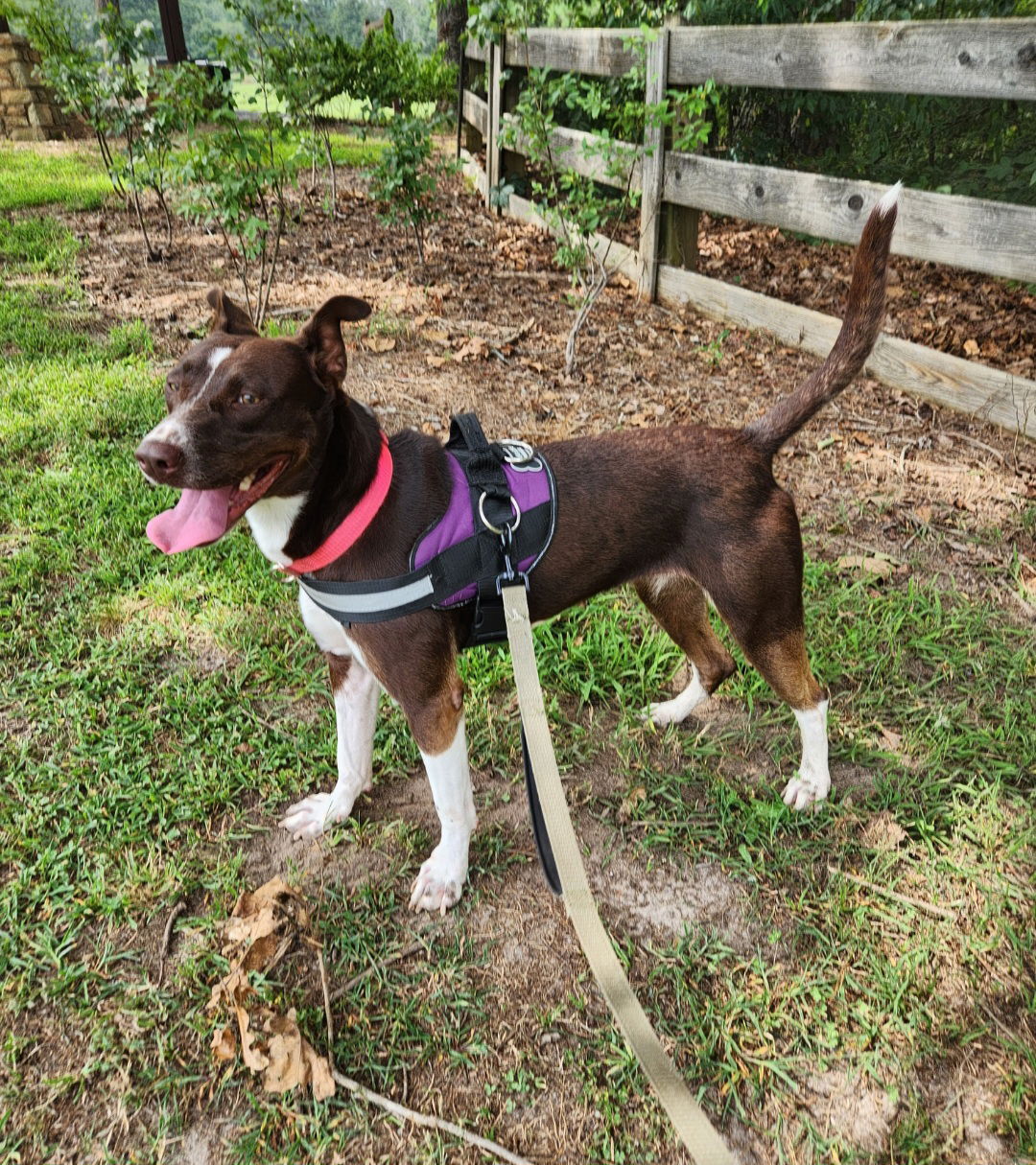 adoptable Dog in Winder, GA named Sabrina