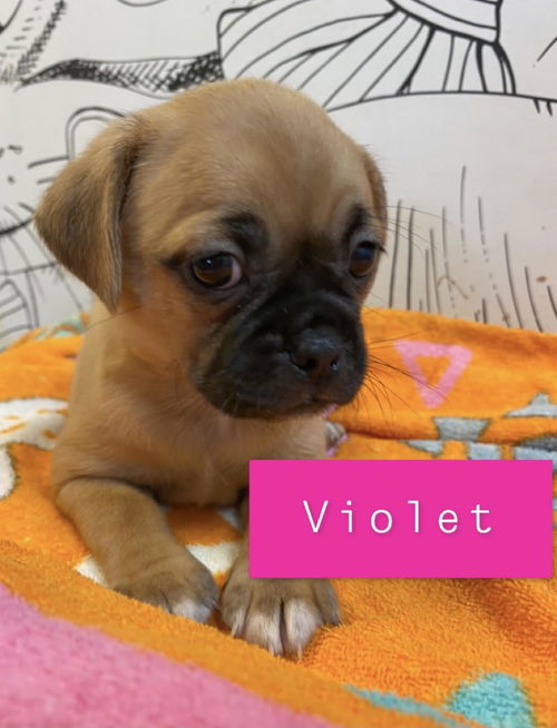 Violet