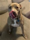 adoptable Dog in winder, GA named Crystal