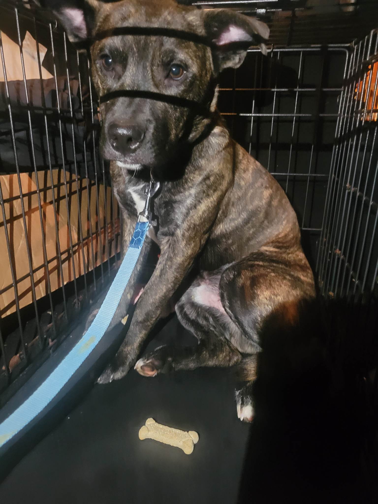 Dog for Adoption Phoenix, a Shepherd in Barrow County, GA Alpha Paw