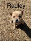 Radley