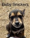 Baby Snickers