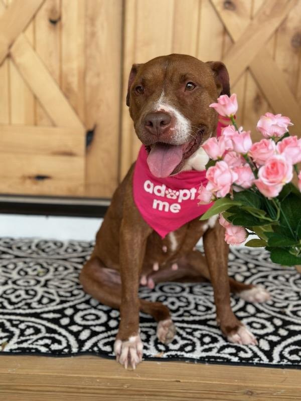 adoptable Dog in Winder, GA named Ruby