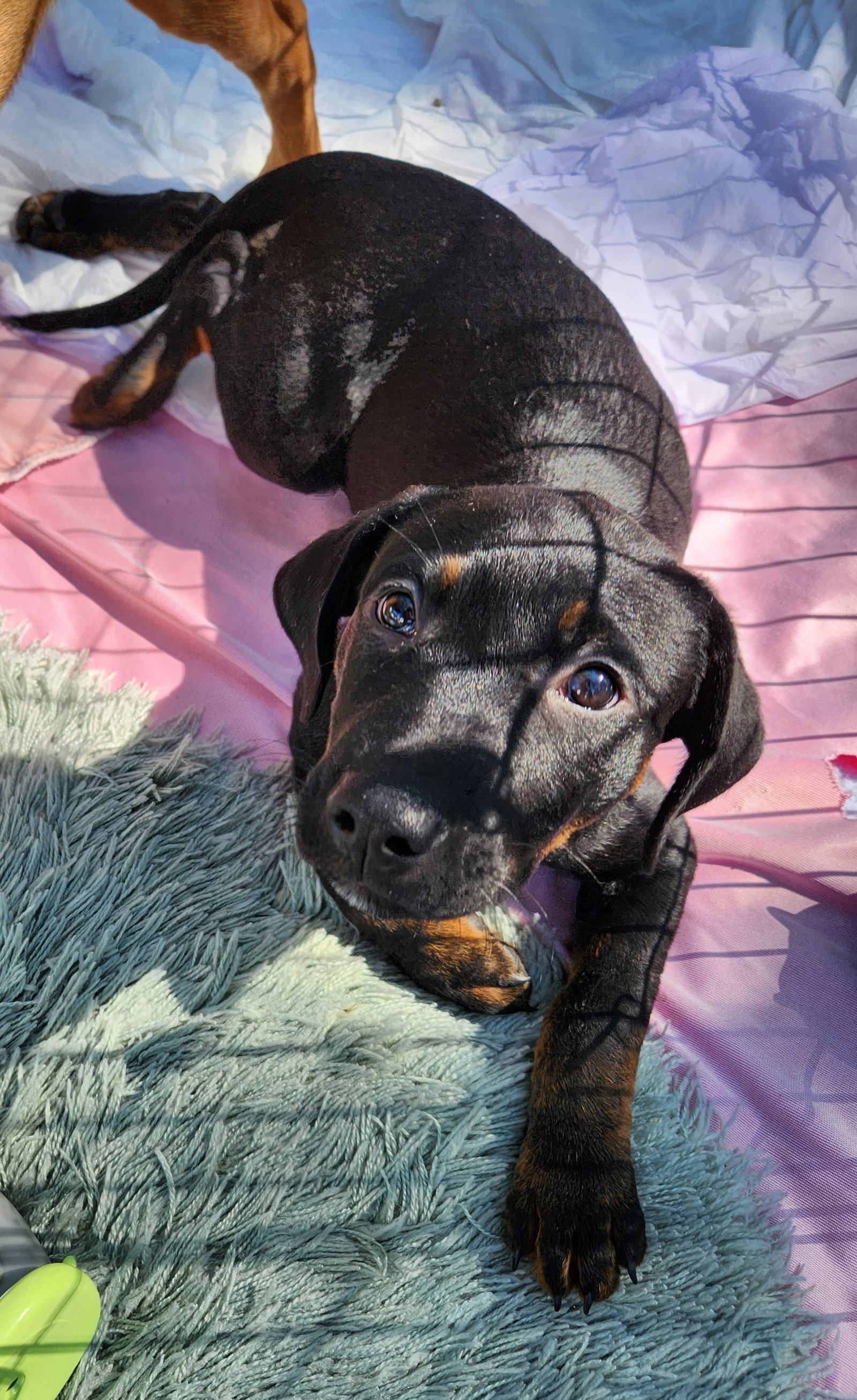 Dog for Adoption - Dipper, a Great Dane in Norcross, GA | Alpha Paw