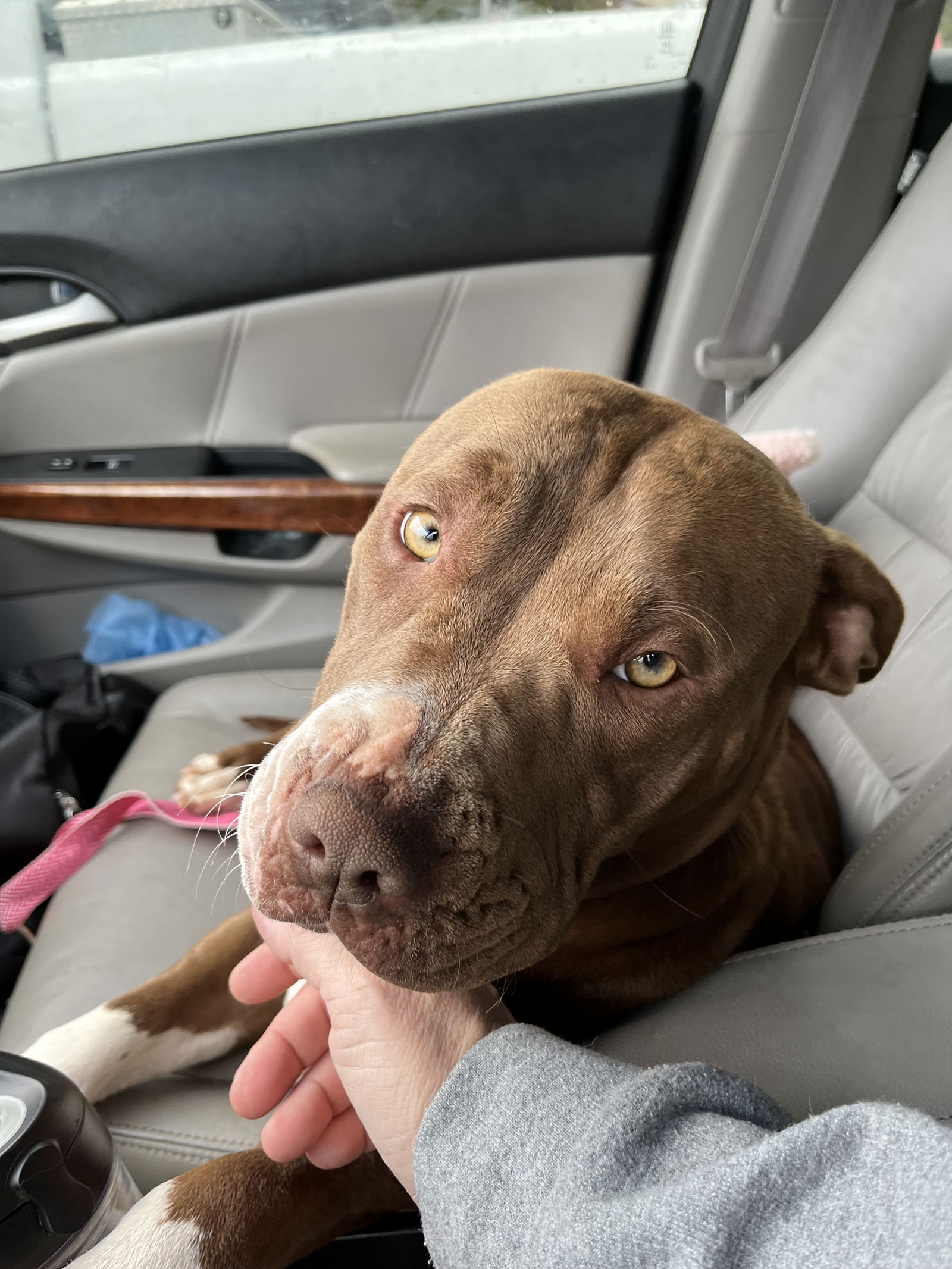 adoptable Dog in Winder, GA named Brownie #2