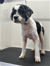 adoptable Dog in winder, GA named Jack