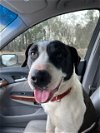 adoptable Dog in  named Radar
