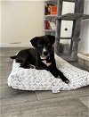 adoptable Dog in winder, GA named Braille