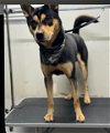 adoptable Dog in  named Diego