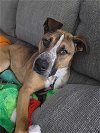 adoptable Dog in winder, GA named Cosmo