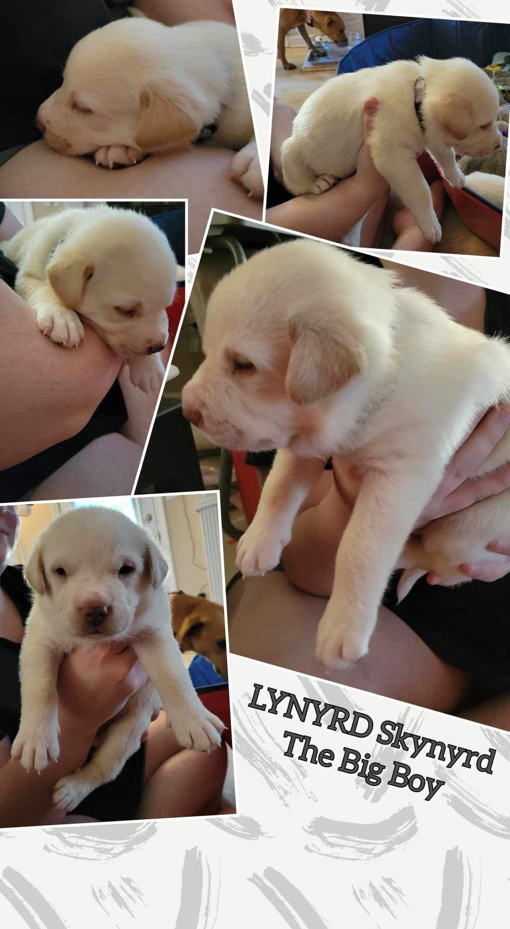 Dog for Adoption - Lynyrd Skynyrd, a in Elbert County, GA | Alpha Paw