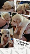 adoptable Dog in winder, GA named Lynyrd Skynyrd