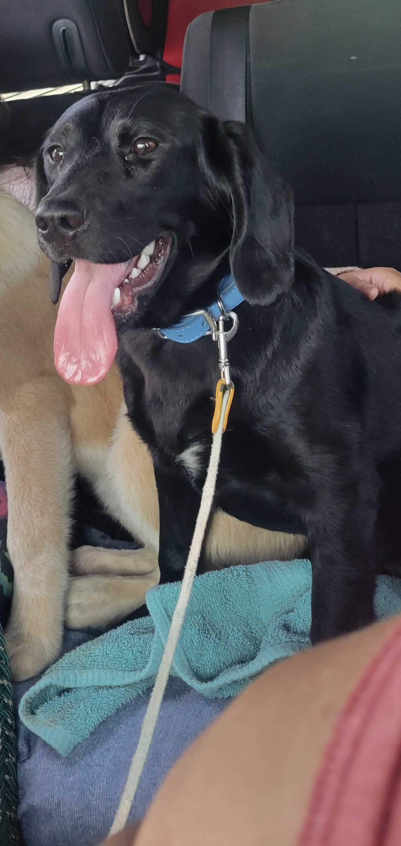 adoptable Dog in Winder, GA named Mila