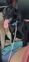 adoptable Dog in winder, GA named Mila