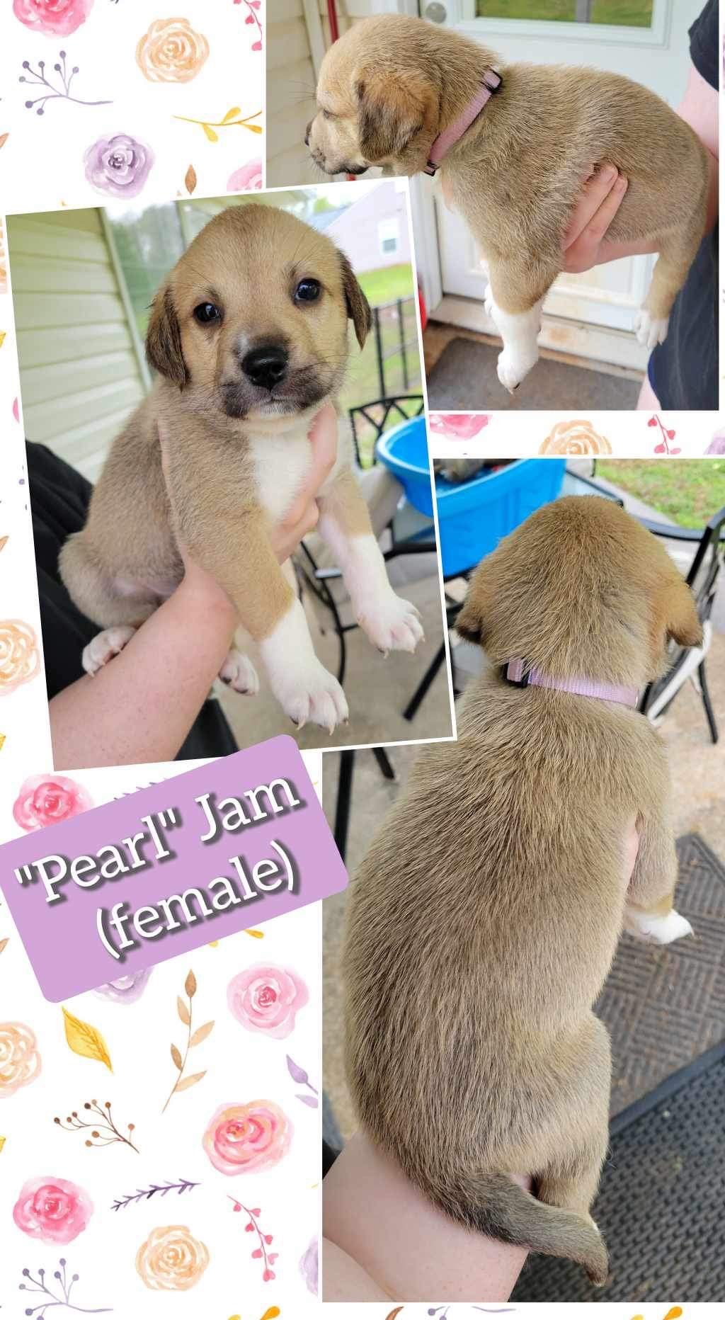 adoptable Dog in Winder, GA named Pearl Jam