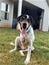adoptable Dog in winder, GA named Mecca