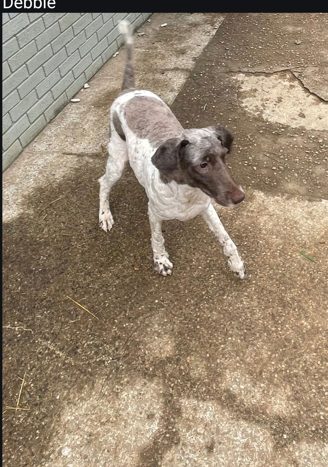 adoptable Dog in Winder, GA named Debbie