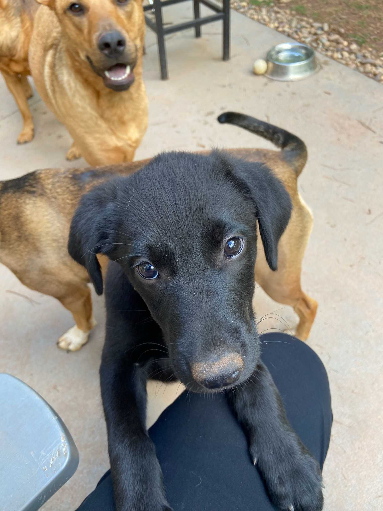 Dog For Adoption - Loki, A Labrador Retriever In Dekalb County, Ga 