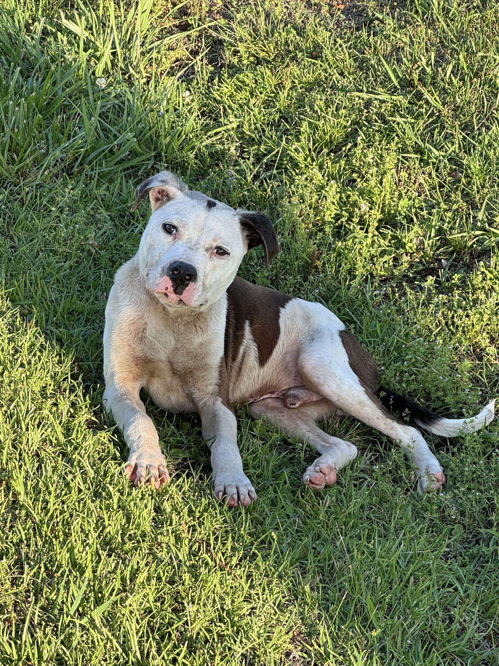 adoptable Dog in Winder, GA named Beau