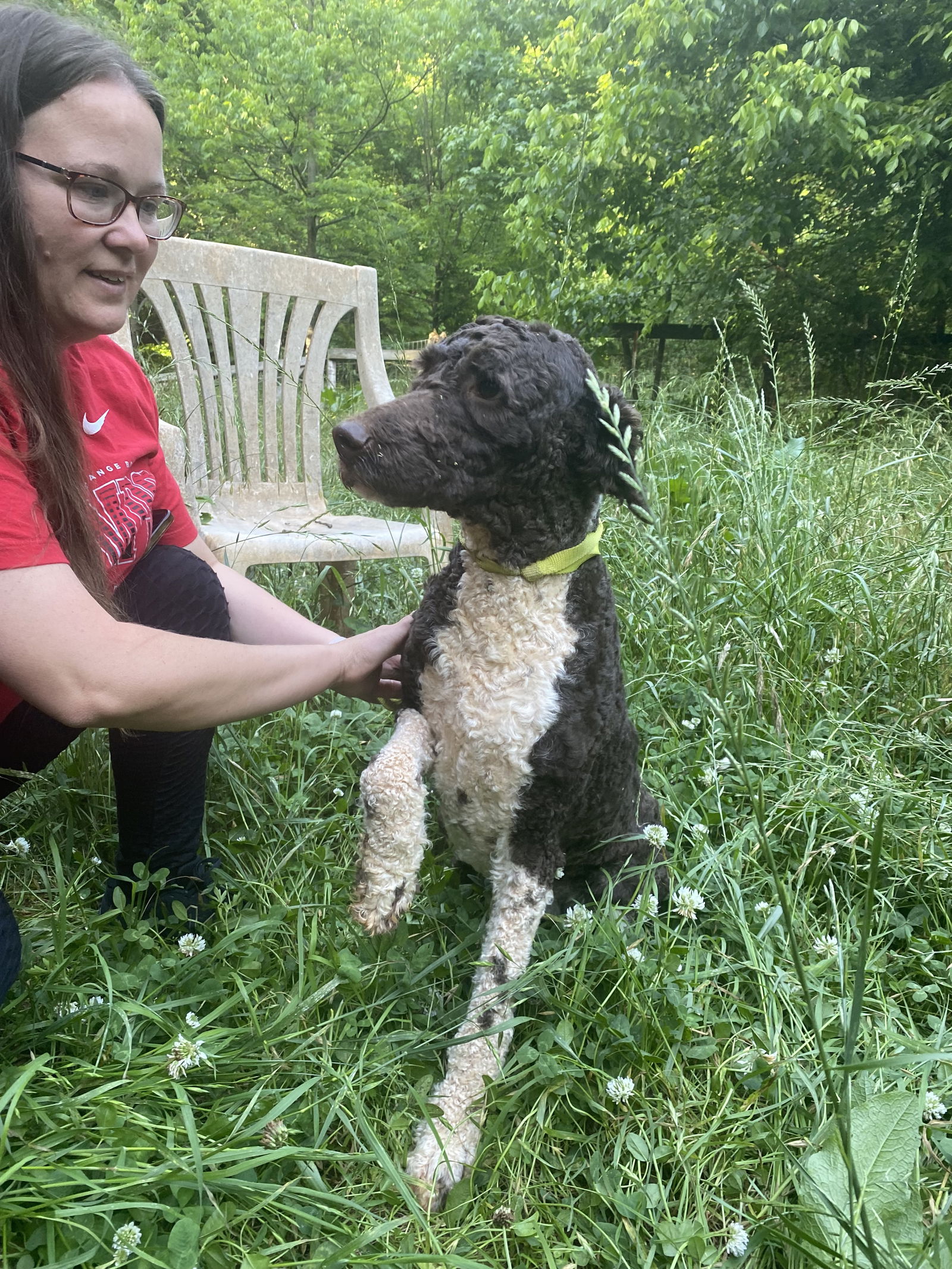 adoptable Dog in Winder, GA named Buster