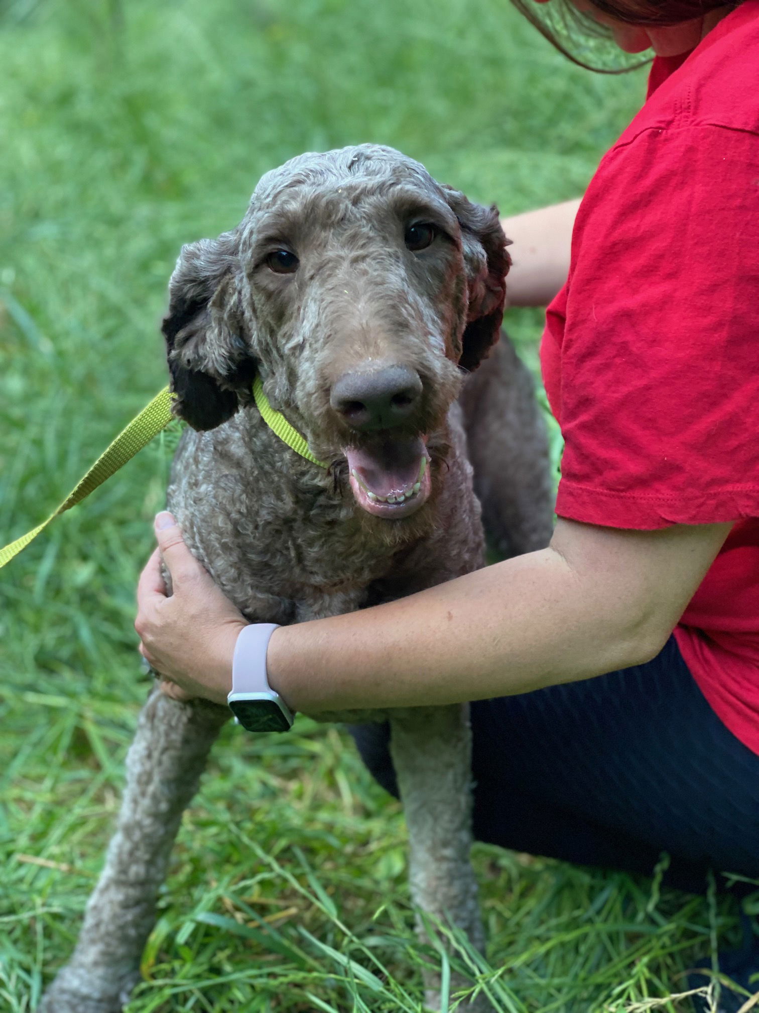 adoptable Dog in Winder, GA named Prissy